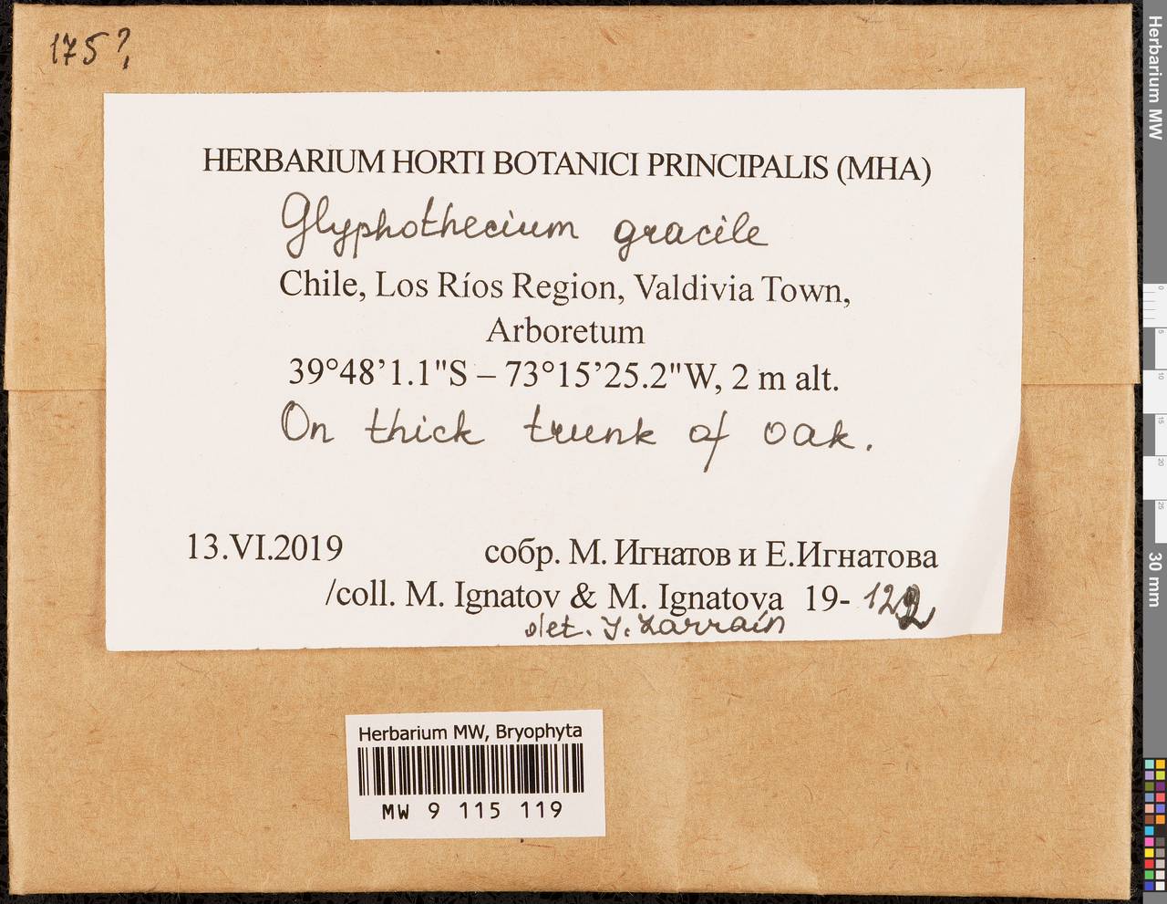 Glyphotheciopsis gracilis (Hampe) N. Pedersen & A.E. Newton, Bryophytes, Bryophytes - America (BAm) (Chile)