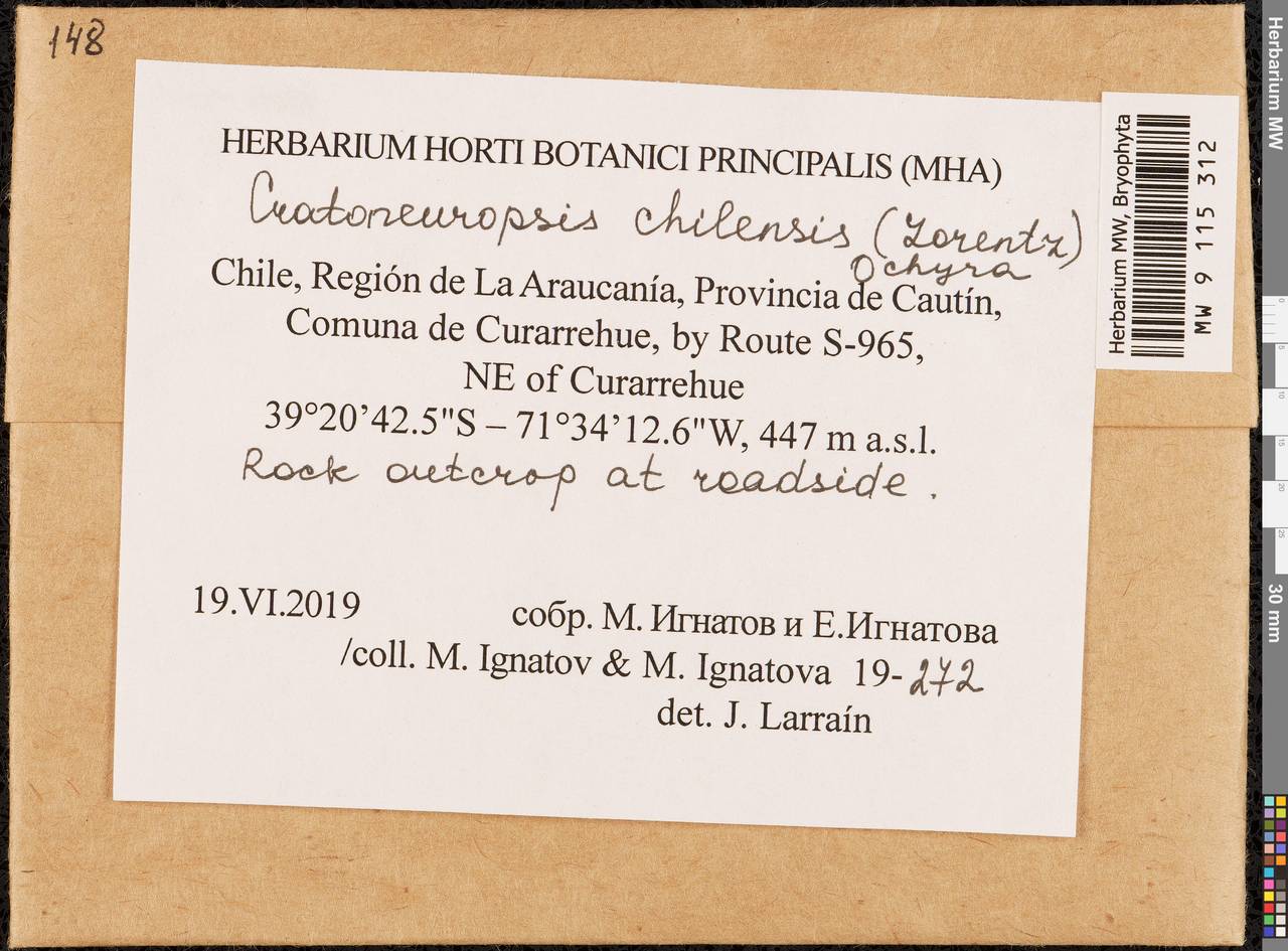 Cratoneuropsis chilensis (Lorentz) Ochyra, Bryophytes, Bryophytes - America (BAm) (Chile)