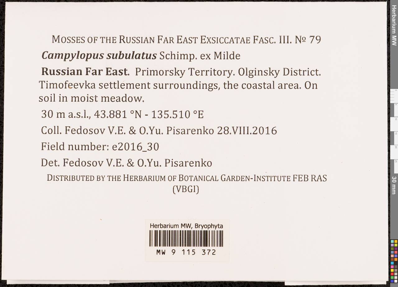 Campylopus subulatus Schimp. ex Milde, Bryophytes, Bryophytes - Russian Far East (excl. Chukotka & Kamchatka) (B20) (Russia)