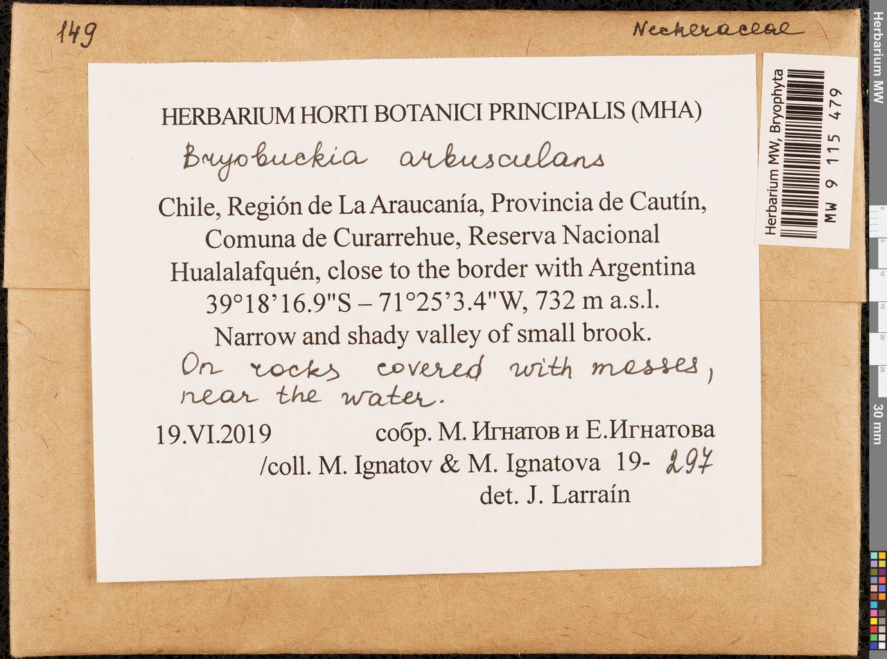 Bryobuckia arbusculans (Müll. Hal.) Enroth, Bryophytes, Bryophytes - America (BAm) (Chile)
