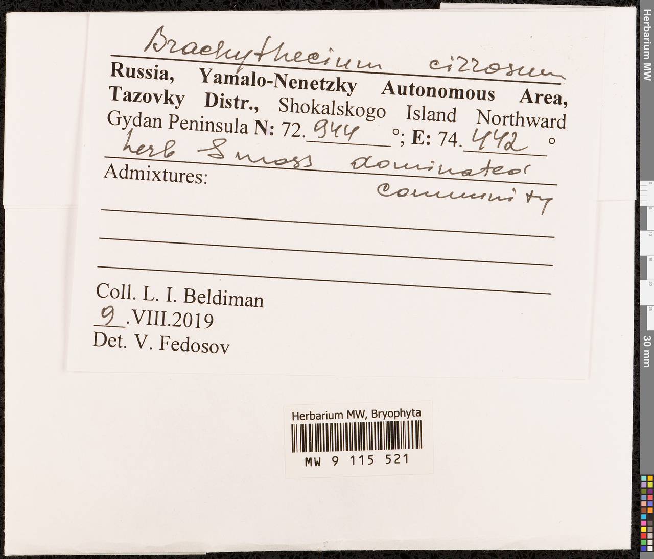 Brachythecium cirrosum (Schwägr.) Schimp., Bryophytes, Bryophytes - Western Siberia (including Altai) (B15) (Russia)