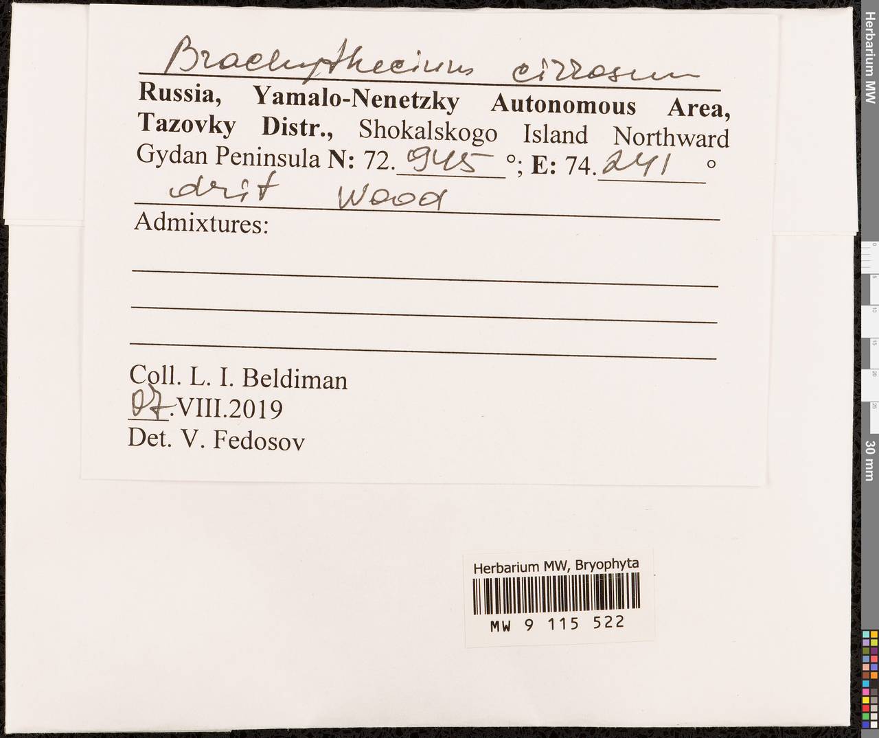 Brachythecium cirrosum (Schwägr.) Schimp., Bryophytes, Bryophytes - Western Siberia (including Altai) (B15) (Russia)