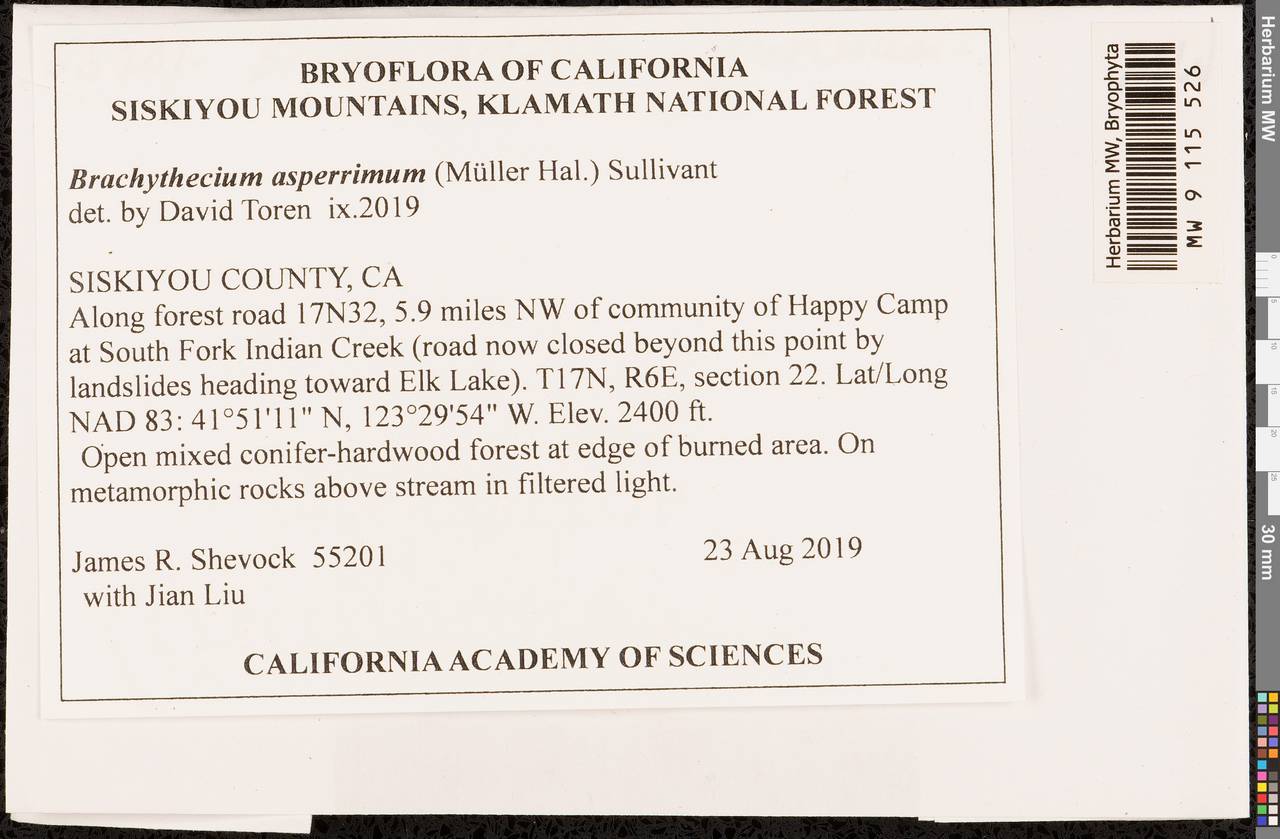Brachythecium asperrimum (Mitt. ex Müll. Hal.) Sull., Bryophytes, Bryophytes - America (BAm) (United States)