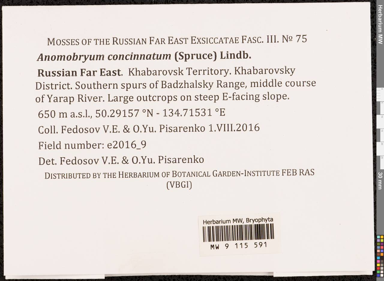 Anomobryum concinnatum (Spruce) A. Jaeger, Bryophytes, Bryophytes - Russian Far East (excl. Chukotka & Kamchatka) (B20) (Russia)