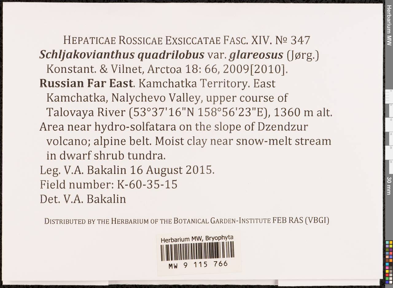 Schljakovianthus quadrilobus var. glareosus (Jørg.) Konstant. & Vilnet, Bryophytes, Bryophytes - Chukotka & Kamchatka (B21) (Russia)