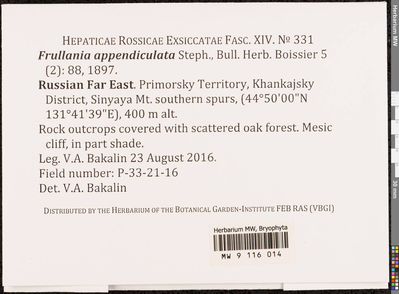 Frullania appendiculata Steph., Bryophytes, Bryophytes - Russian Far East (excl. Chukotka & Kamchatka) (B20) (Russia)