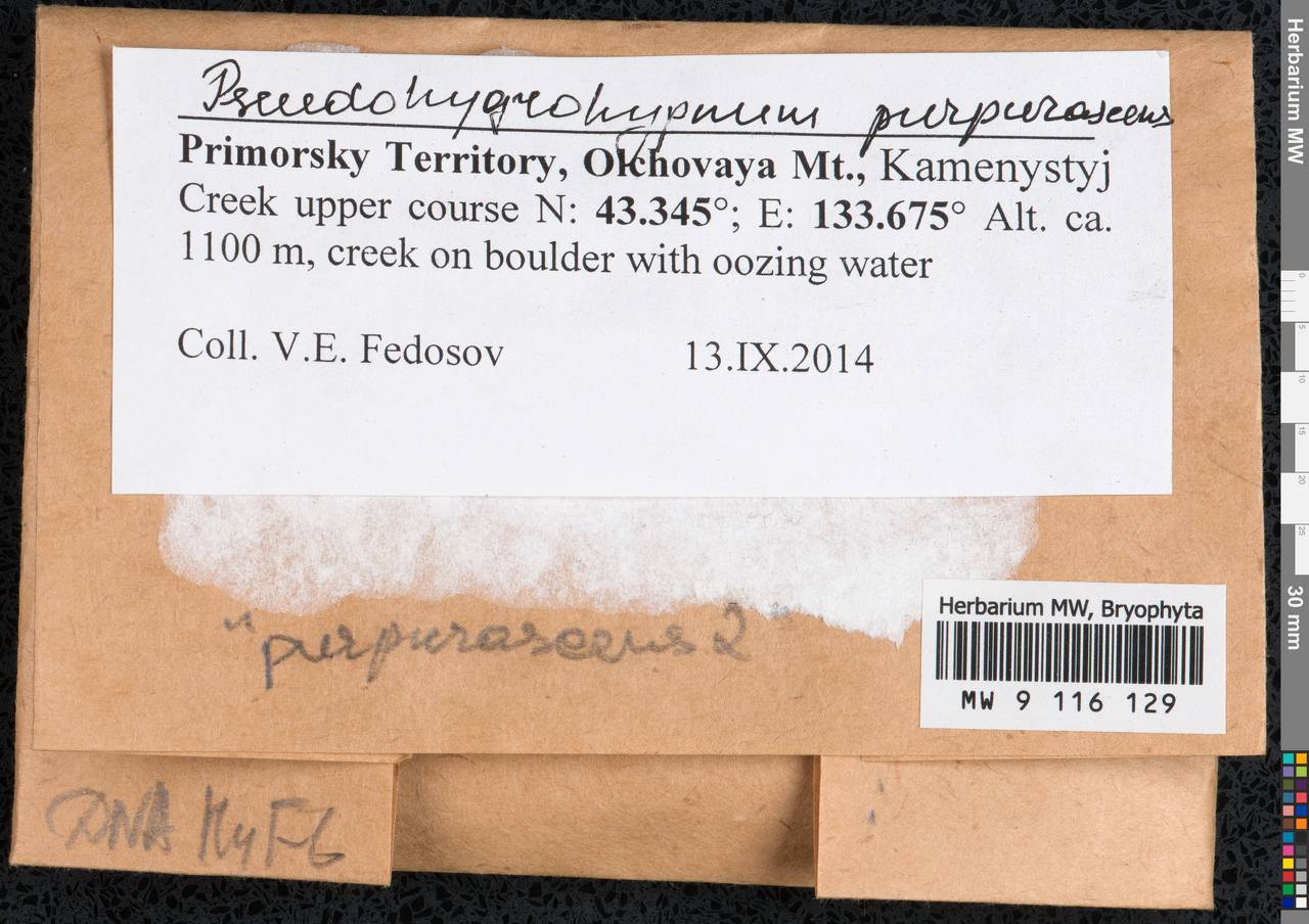 Pseudohygrohypnum purpurascens (Broth.) Kanda, Bryophytes, Bryophytes - Russian Far East (excl. Chukotka & Kamchatka) (B20) (Russia)