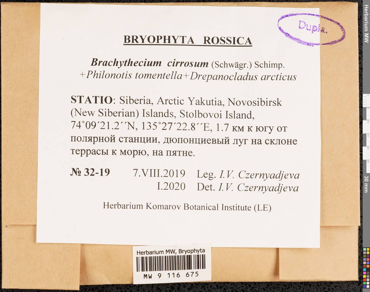 Brachythecium cirrosum (Schwägr.) Schimp., Bryophytes, Bryophytes - Yakutia (B19) (Russia)