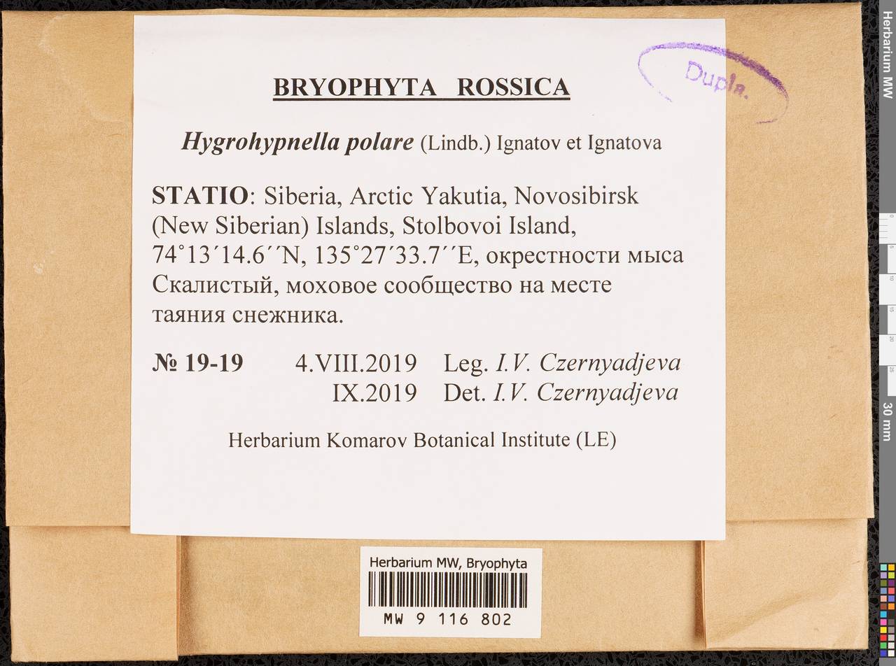 Hygrohypnella polaris (Lindb.) Ignatov & Ignatova, Bryophytes, Bryophytes - Yakutia (B19) (Russia)