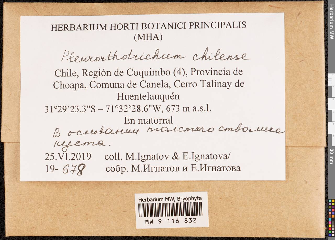 Pentastichella chilensis (Broth.) F. Lara, Garilleti & Draper, Bryophytes, Bryophytes - America (BAm) (Chile)