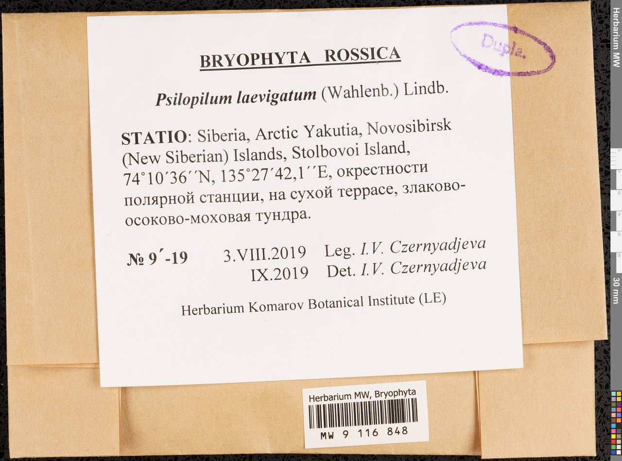 Psilopilum laevigatum (Wahlenb.) Lindb., Bryophytes, Bryophytes - Yakutia (B19) (Russia)