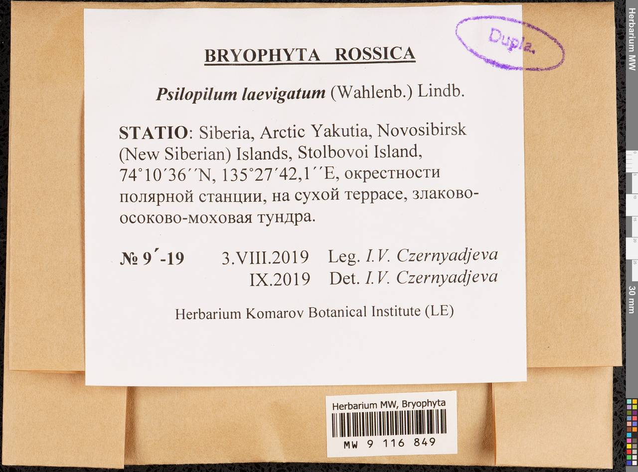 Psilopilum laevigatum (Wahlenb.) Lindb., Bryophytes, Bryophytes - Yakutia (B19) (Russia)