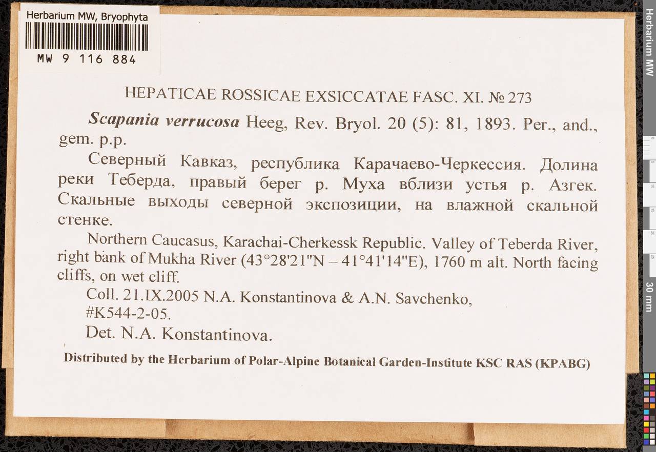 Scapania verrucosa Heeg, Bryophytes, Bryophytes - North Caucasus & Ciscaucasia (B12) (Russia)