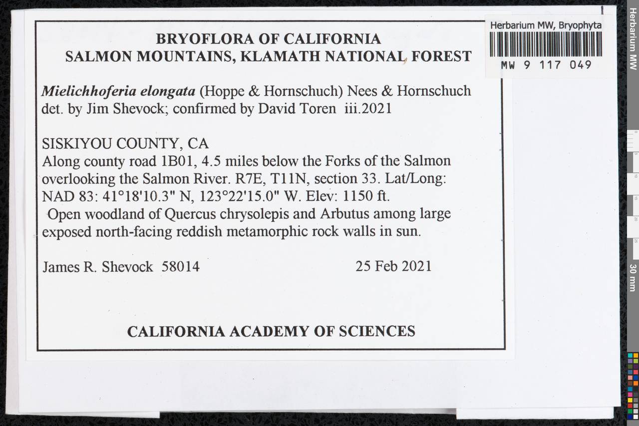 Mielichhoferia elongata (Hoppe & Hornsch. ex Hook.) Hornsch., Bryophytes, Bryophytes - America (BAm) (United States)