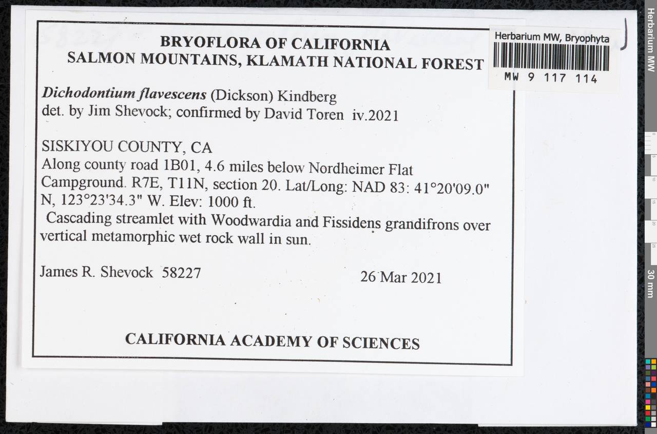 Dichodontium flavescens (Dicks.) Lindb., Bryophytes, Bryophytes - America (BAm) (United States)