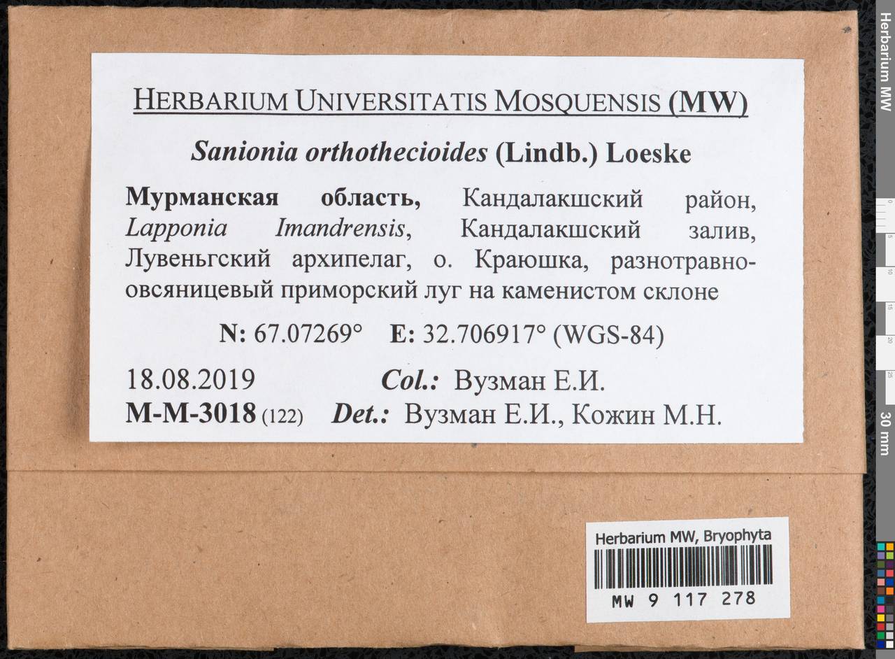 Sanionia orthothecioides (Lindb.) Loeske, Bryophytes, Bryophytes - Karelia, Leningrad & Murmansk Oblasts (B4) (Russia)