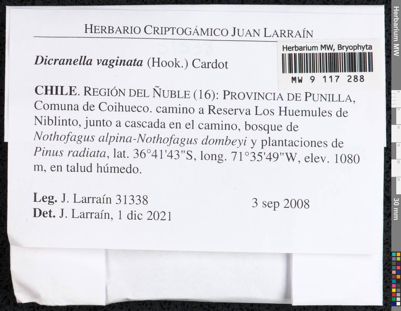 Dicranella vaginata (Hook.) Cardot, Bryophytes, Bryophytes - America (BAm) (Chile)