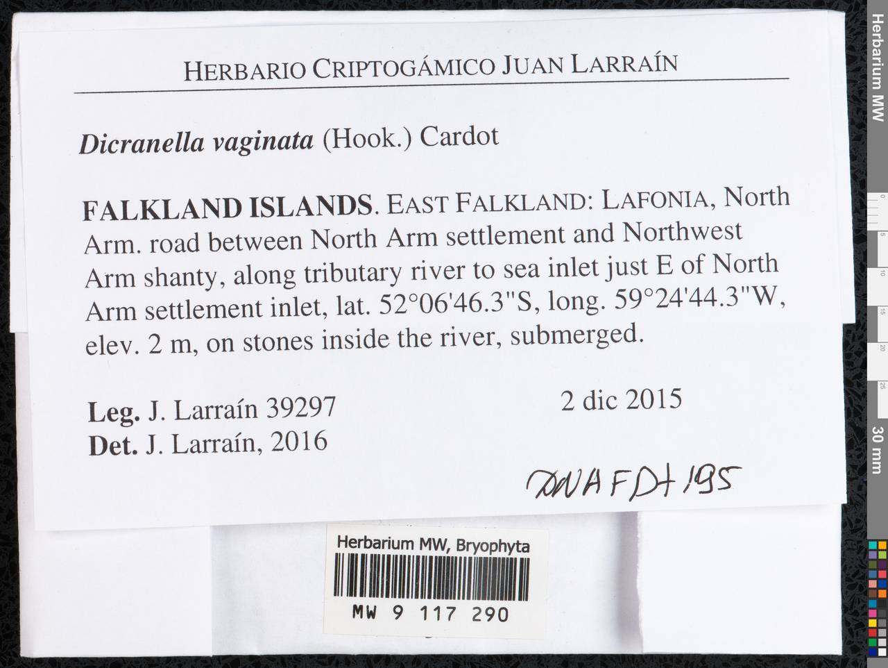 Dicranella vaginata (Hook.) Cardot, Bryophytes, Bryophytes - America (BAm) (Falkland Islands)