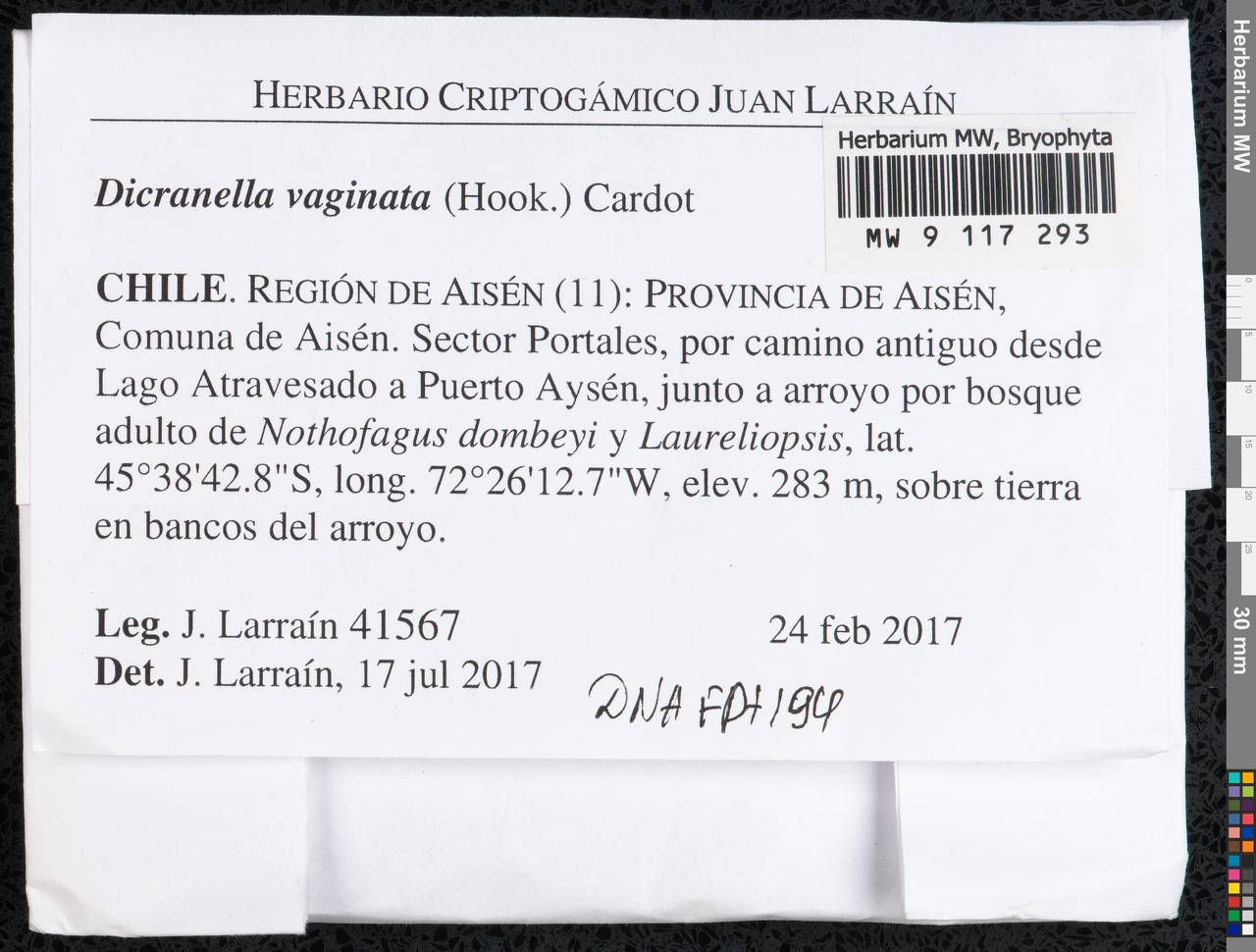 Dicranella vaginata (Hook.) Cardot, Bryophytes, Bryophytes - America (BAm) (Chile)