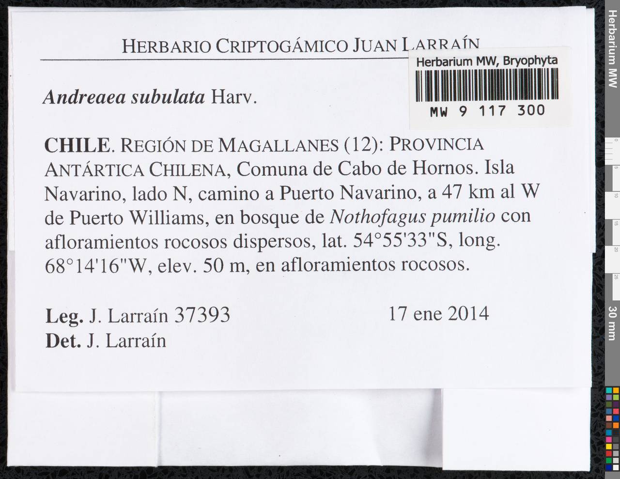 Andreaea subulata Harv., Bryophytes, Bryophytes - America (BAm) (Chile)