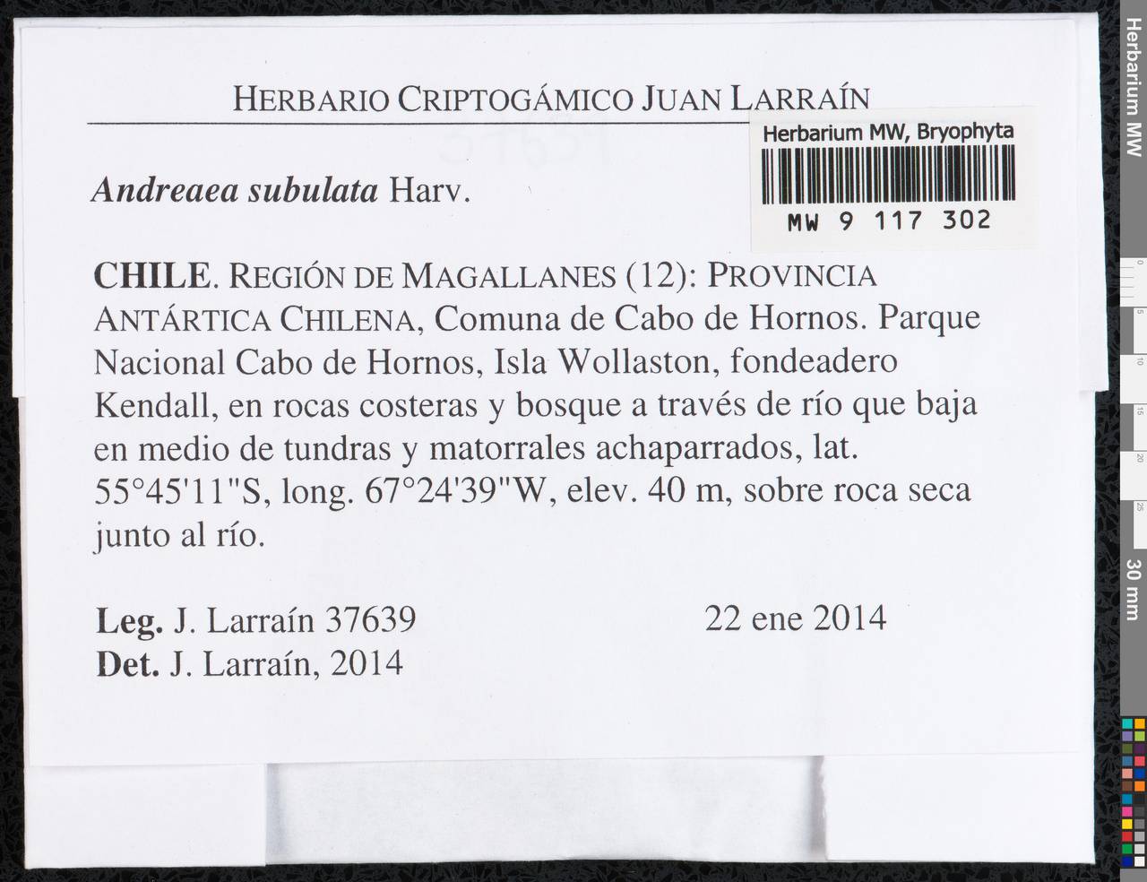 Andreaea subulata Harv., Bryophytes, Bryophytes - America (BAm) (Chile)