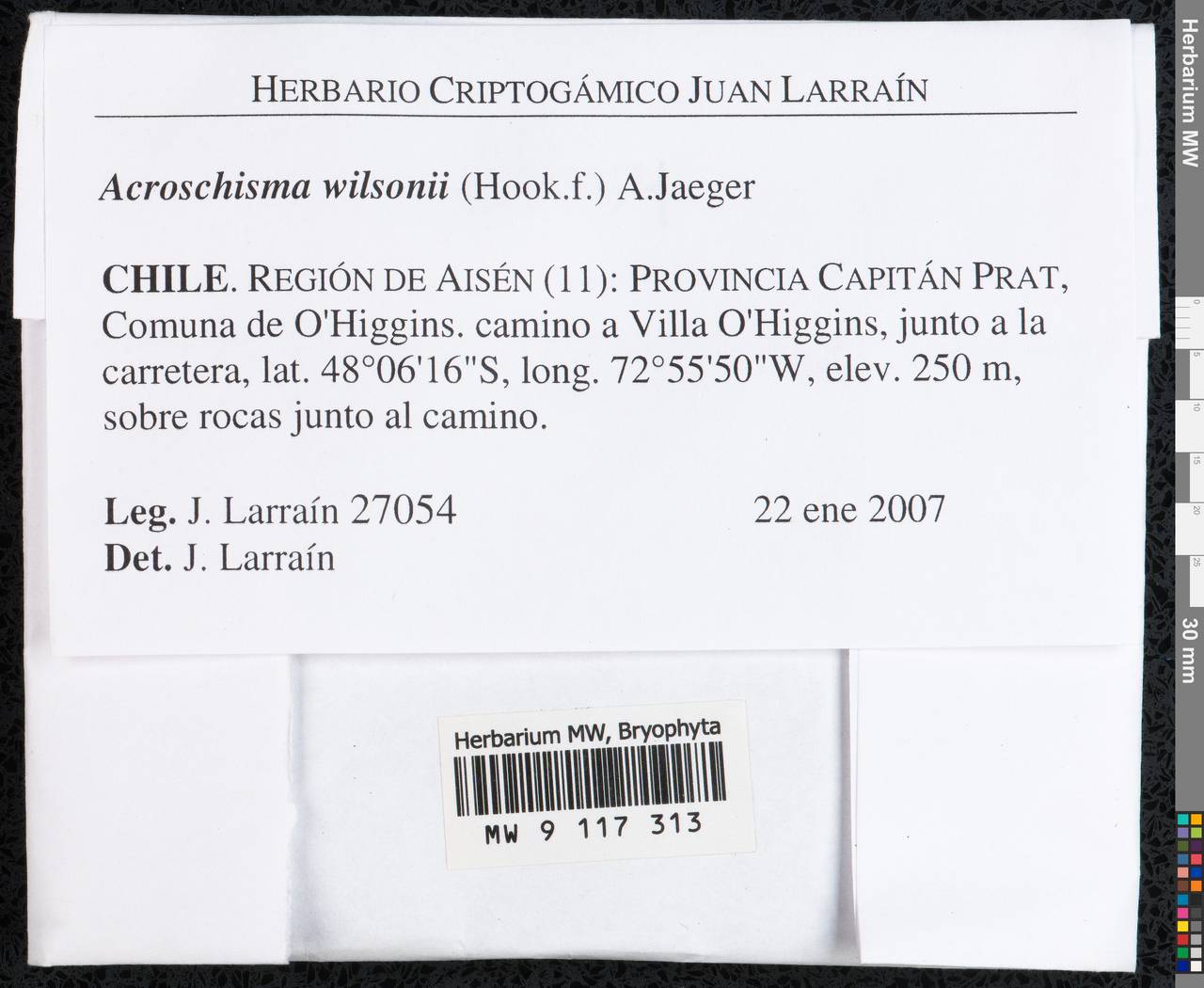 Andreaea wilsonii Hook. f., Bryophytes, Bryophytes - America (BAm) (Chile)