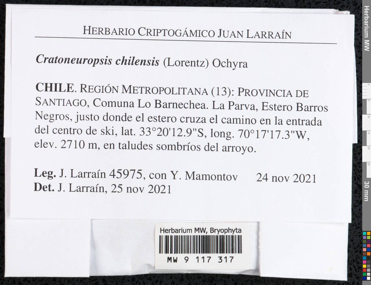 Cratoneuropsis chilensis (Lorentz) Ochyra, Bryophytes, Bryophytes - America (BAm) (Chile)