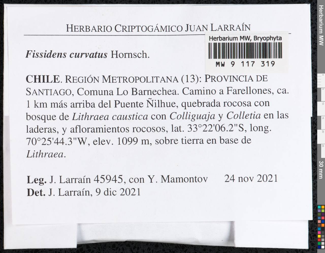 Fissidens curvatus Hornsch., Bryophytes, Bryophytes - America (BAm) (Chile)