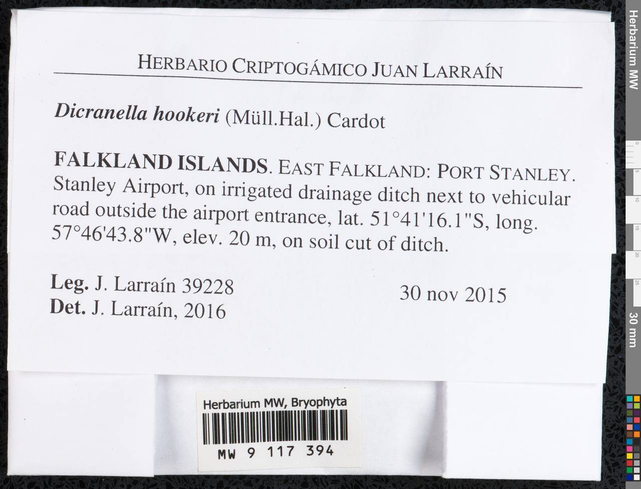 Dicranella hookeri (Müll. Hal.) Cardot, Bryophytes, Bryophytes - America (BAm) (Falkland Islands)