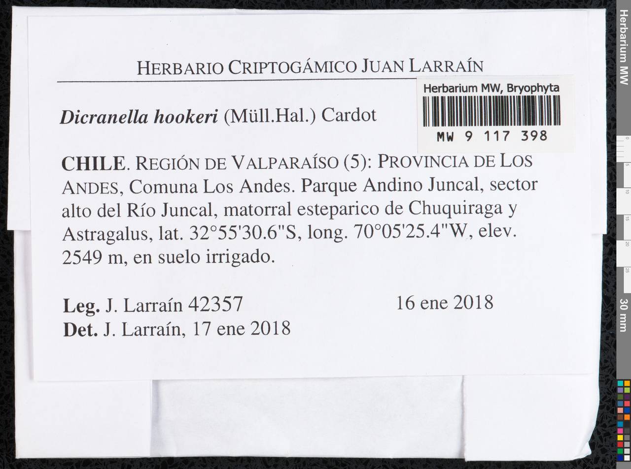 Dicranella hookeri (Müll. Hal.) Cardot, Bryophytes, Bryophytes - America (BAm) (Chile)