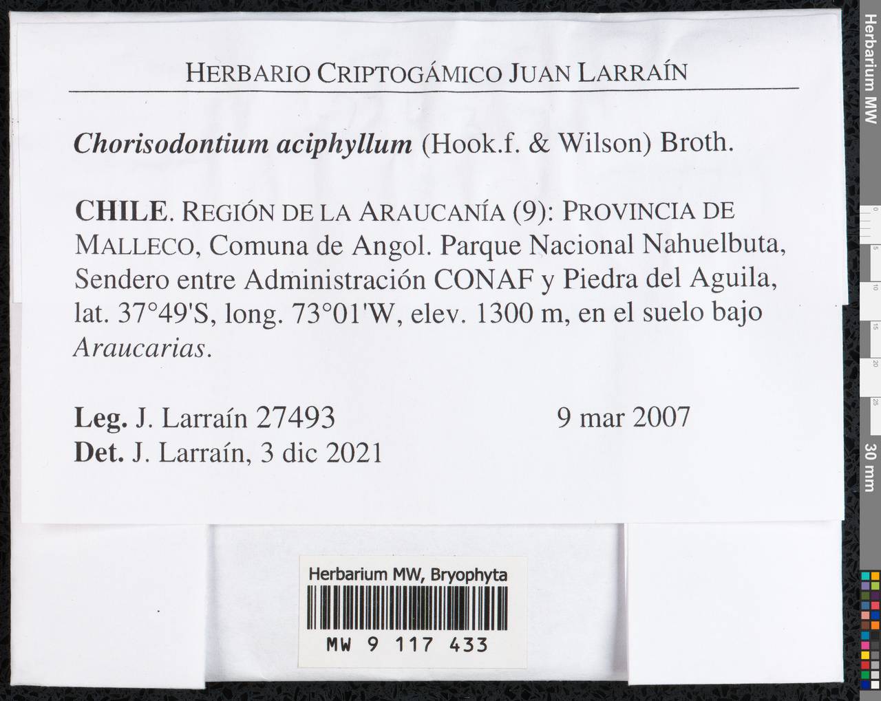 Chorisodontium aciphyllum (Hook. f. & Wilson) Broth., Bryophytes, Bryophytes - America (BAm) (Chile)
