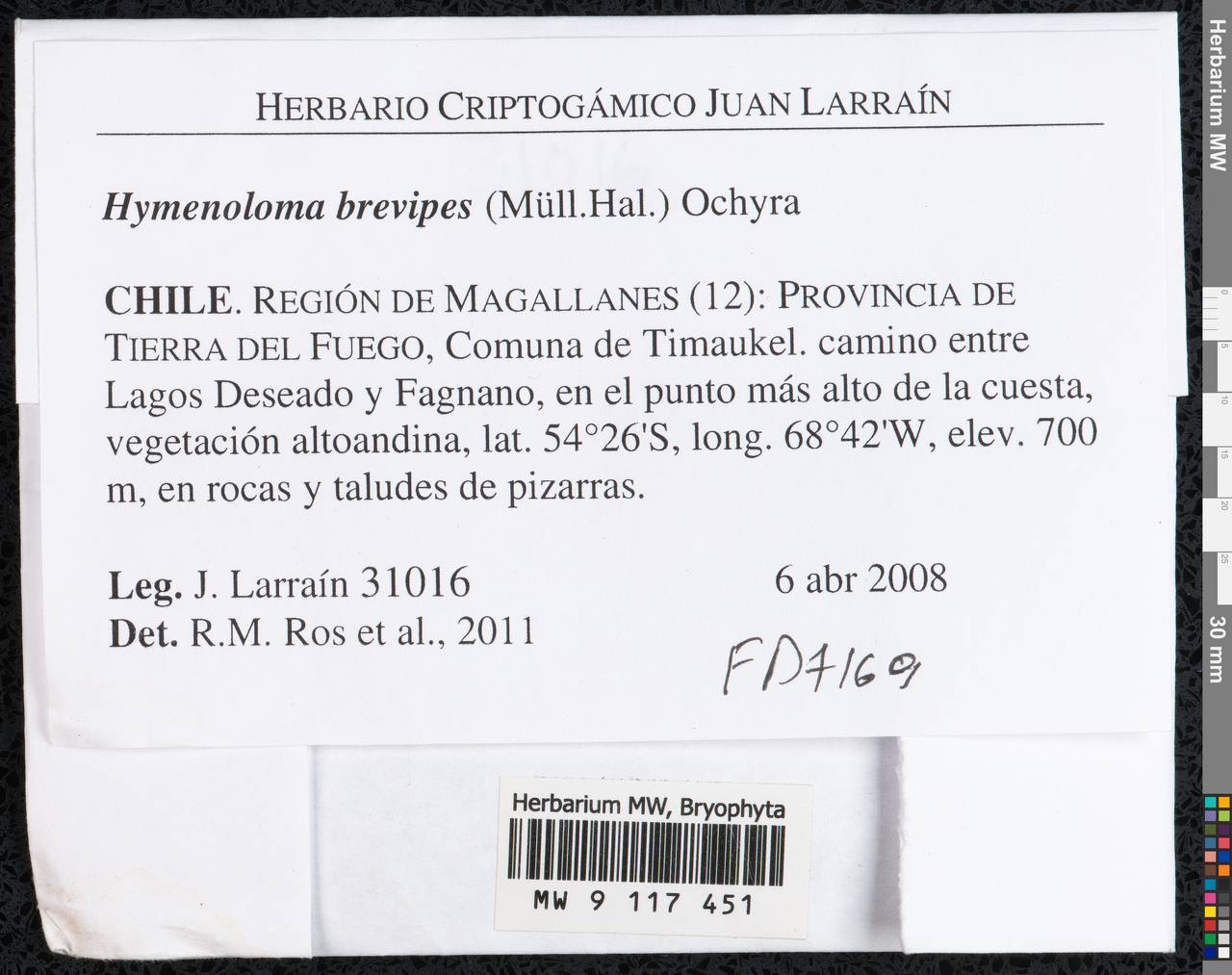 Hymenoloma antarcticum (Müll. Hal.) Ochyra, Bryophytes, Bryophytes - America (BAm) (Chile)