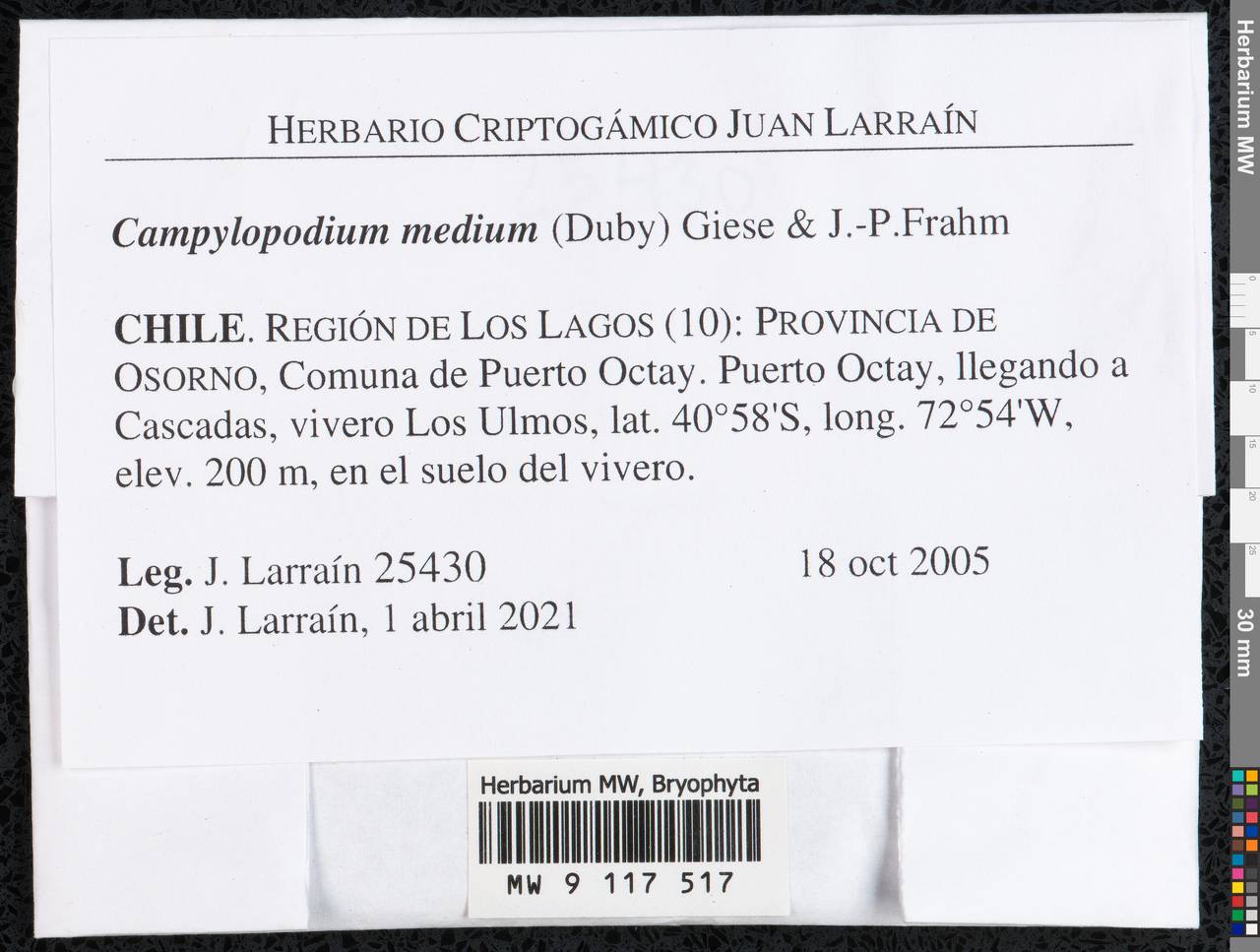 Campylopodium capillaceum (Hook. f. & Wilson) Fife, Bryophytes, Bryophytes - America (BAm) (Chile)