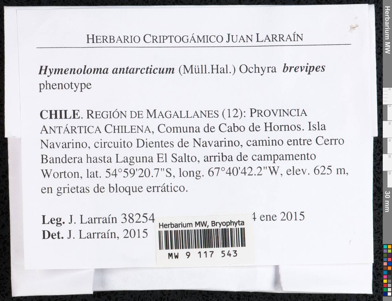 Hymenoloma antarcticum (Müll. Hal.) Ochyra, Bryophytes, Bryophytes - America (BAm) (Chile)