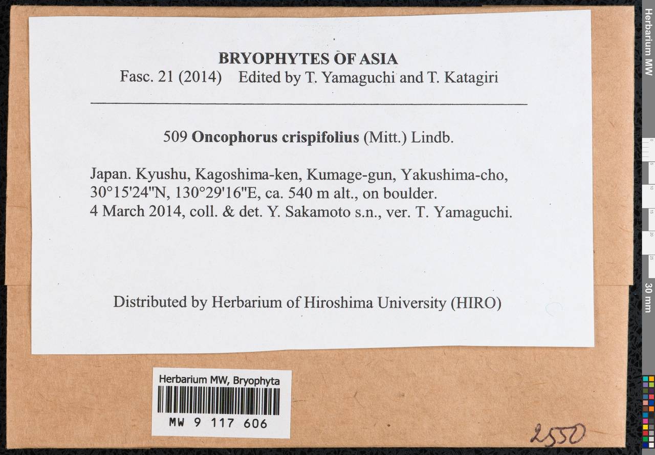 Symblepharis crispifolia (Mitt.) Fedosov, M. Stech & Ignatov, Bryophytes, Bryophytes - Asia (outside ex-Soviet states) (BAs) (Japan)