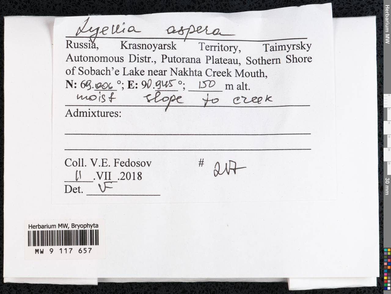 Lyellia aspera (I. Hagen & C.E.O. Jensen) Frye, Bryophytes, Bryophytes - Krasnoyarsk Krai, Tyva & Khakassia (B17) (Russia)
