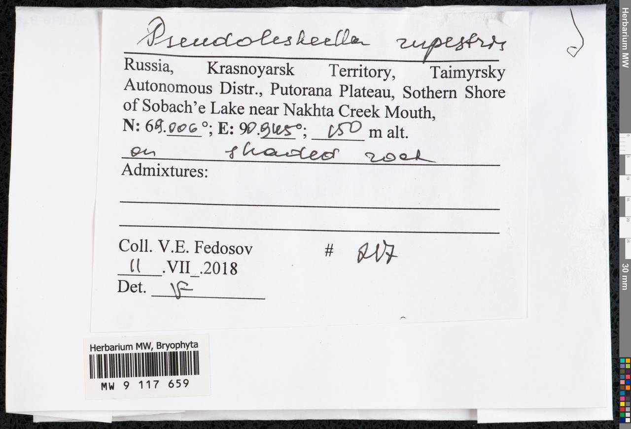 Pseudoleskeella rupestris (Berggr.) Hedenäs & L. Söderstr., Bryophytes, Bryophytes - Krasnoyarsk Krai, Tyva & Khakassia (B17) (Russia)