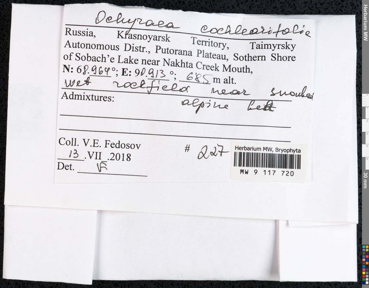 Platyhypnum cochleariifolium (Venturi) Ochyra, Bryophytes, Bryophytes - Krasnoyarsk Krai, Tyva & Khakassia (B17) (Russia)