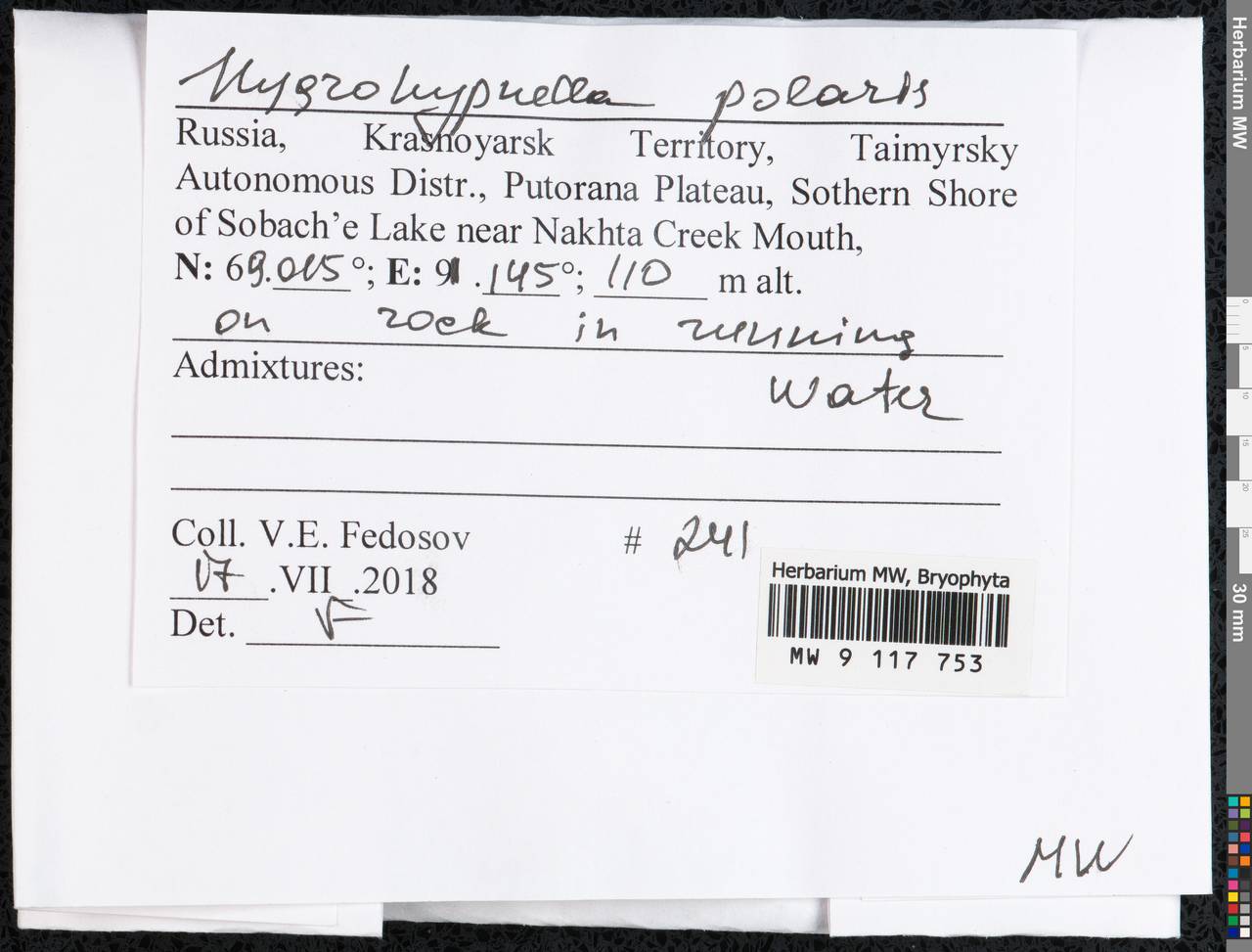 Hygrohypnella polaris (Lindb.) Ignatov & Ignatova, Bryophytes, Bryophytes - Krasnoyarsk Krai, Tyva & Khakassia (B17) (Russia)
