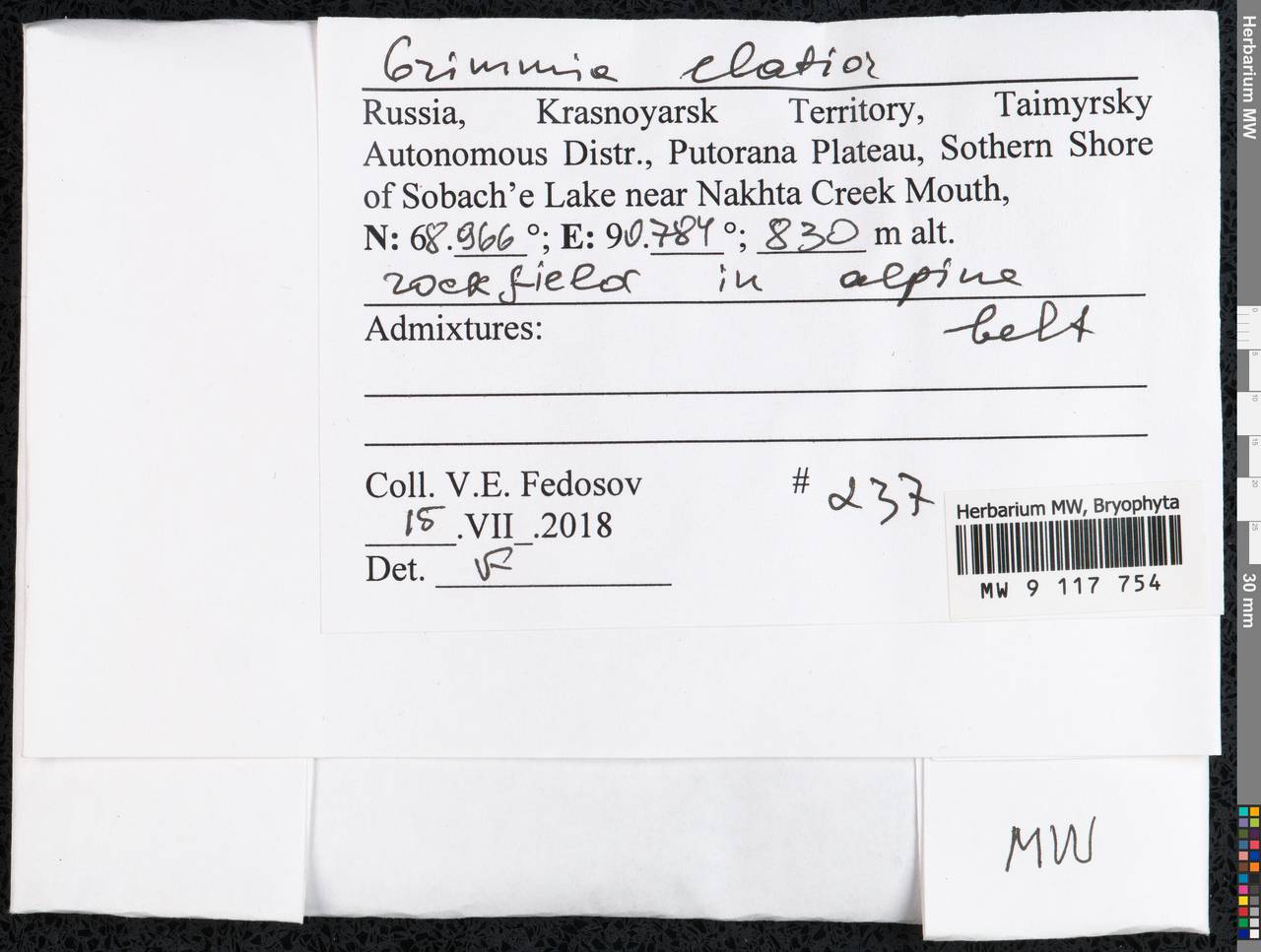 Grimmia elatior Bruch ex Bals.-Criv. & De Not., Bryophytes, Bryophytes - Krasnoyarsk Krai, Tyva & Khakassia (B17) (Russia)
