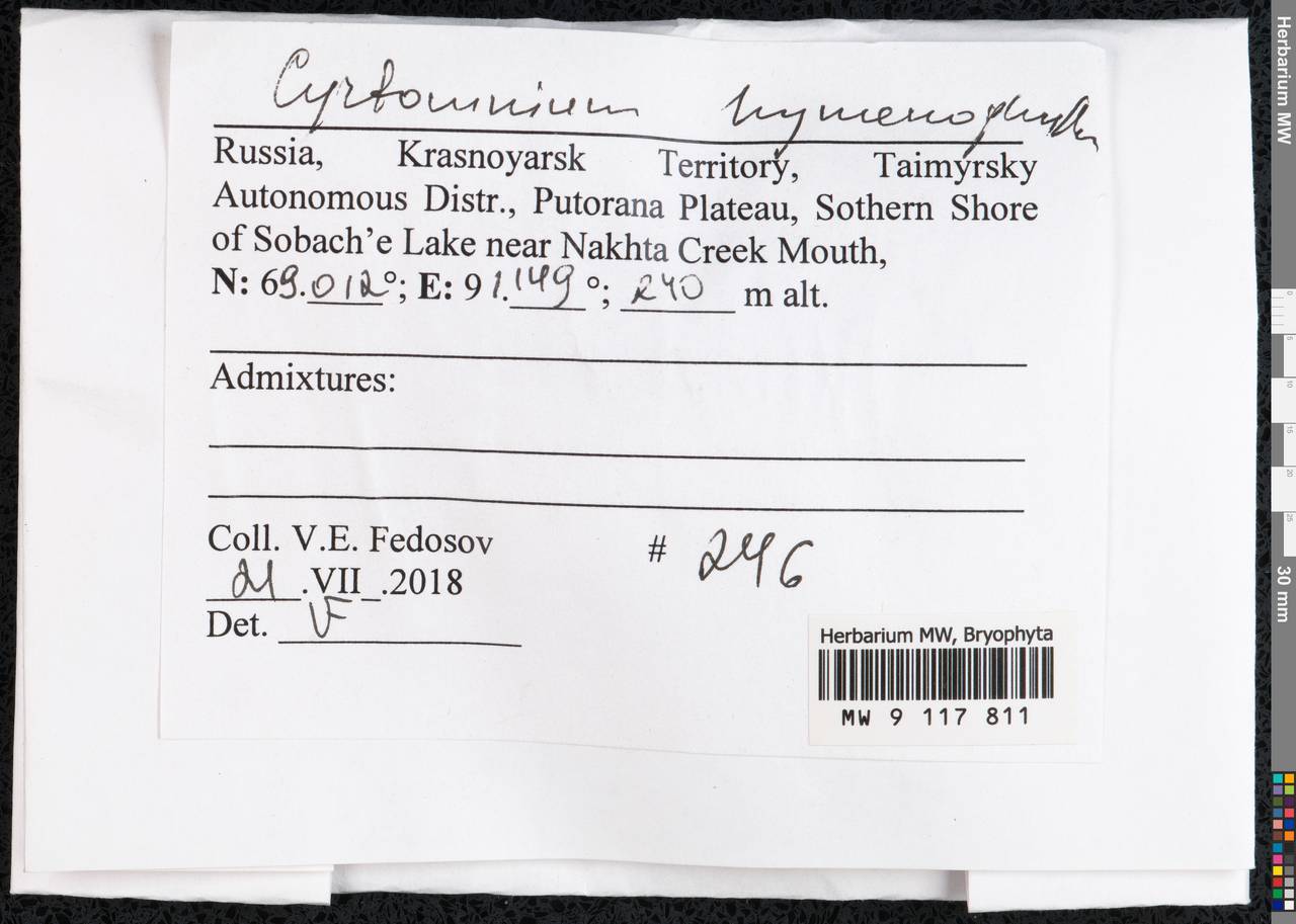 Cyrtomnium hymenophyllum (Bruch & Schimp.) Holmen, Bryophytes, Bryophytes - Krasnoyarsk Krai, Tyva & Khakassia (B17) (Russia)