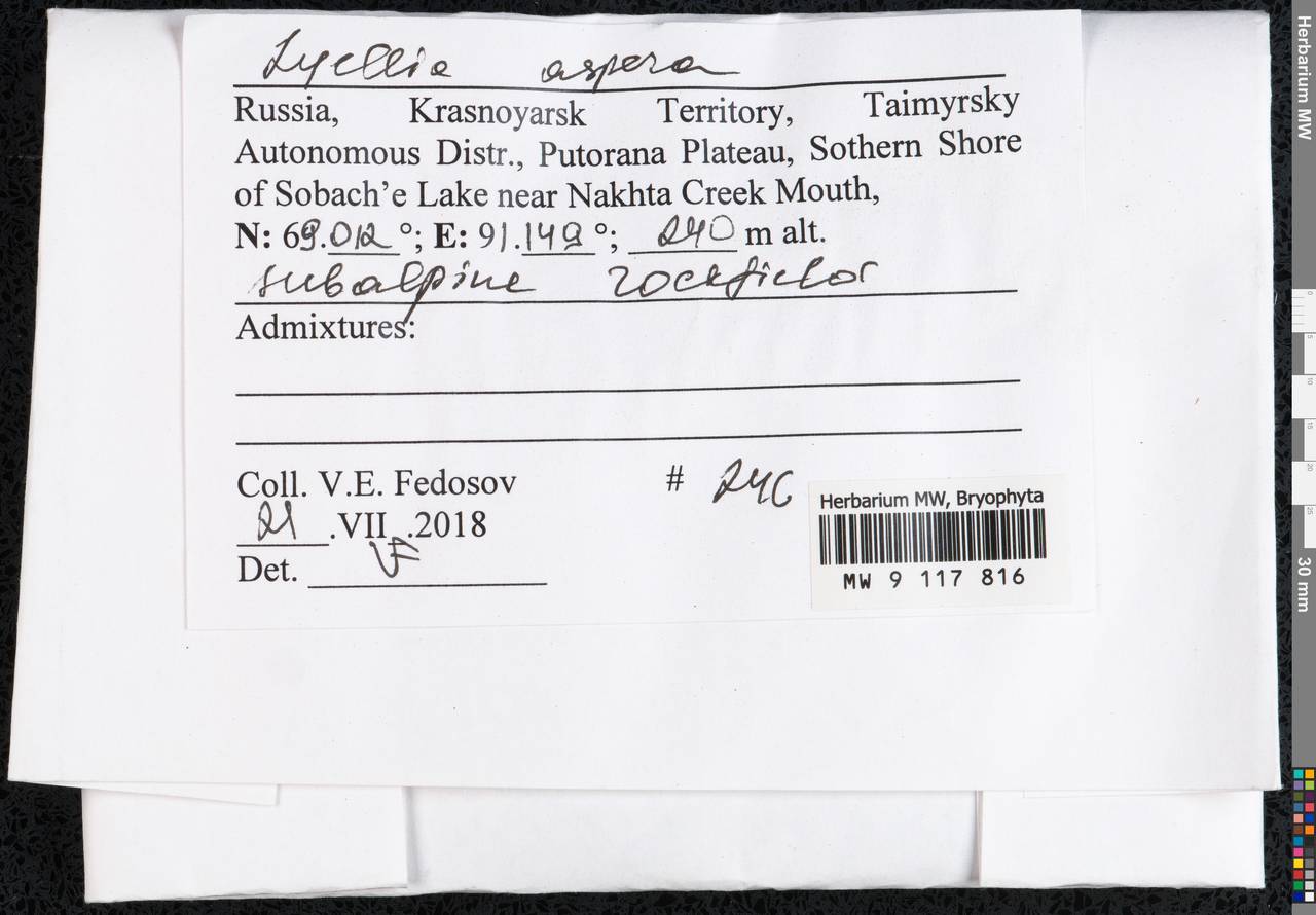 Lyellia aspera (I. Hagen & C.E.O. Jensen) Frye, Bryophytes, Bryophytes - Krasnoyarsk Krai, Tyva & Khakassia (B17) (Russia)