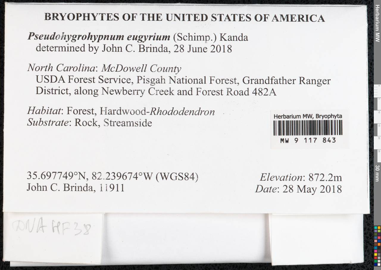 Pseudohygrohypnum eugyrium (Schimp.) Kanda, Bryophytes, Bryophytes - America (BAm) (United States)