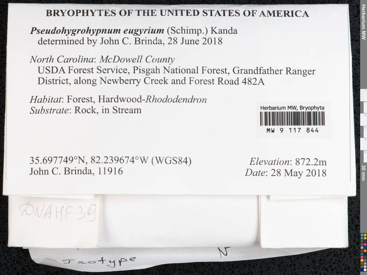 Pseudohygrohypnum eugyrium (Schimp.) Kanda, Bryophytes, Bryophytes - America (BAm) (United States)