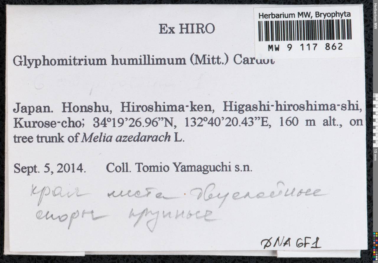 Glyphomitrium humillimum (Mitt.) Cardot, Bryophytes, Bryophytes - Asia (outside ex-Soviet states) (BAs) (Japan)