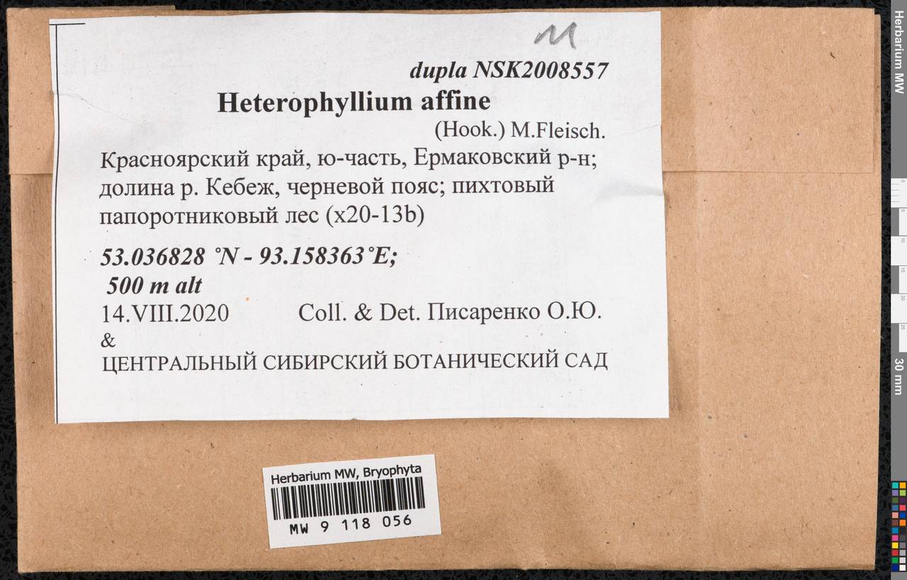 Heterophyllium nemorosum (W.D.J. Koch ex Brid.) Kindb., Bryophytes, Bryophytes - Krasnoyarsk Krai, Tyva & Khakassia (B17) (Russia)