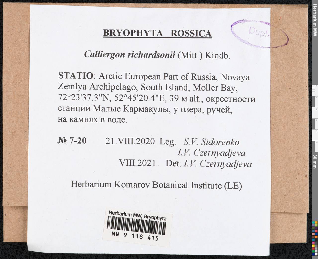 Calliergon richardsonii (Mitt.) Kindb. ex G. Roth, Bryophytes, Bryophytes - European North East (B7) (Russia)
