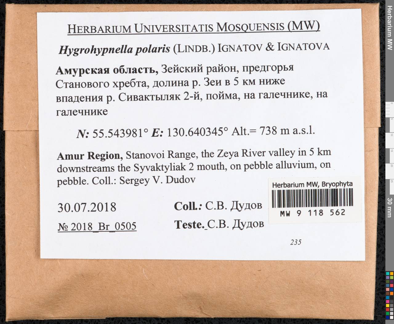 Hygrohypnella polaris (Lindb.) Ignatov & Ignatova, Bryophytes, Bryophytes - Russian Far East (excl. Chukotka & Kamchatka) (B20) (Russia)