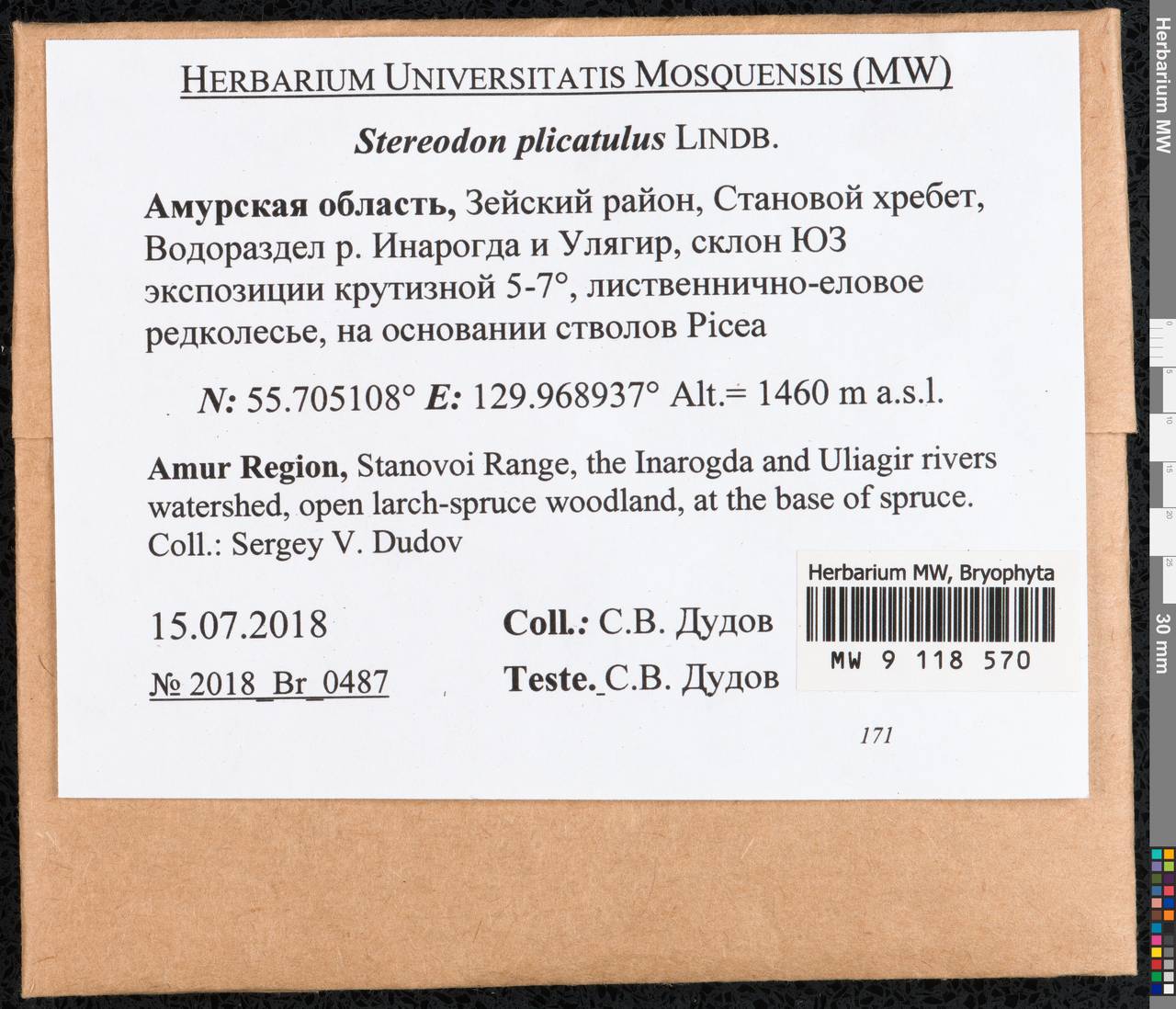Aquilonium plicatulum (Lindb.) Hedenäs, Schlesak & D. Quandt, Bryophytes, Bryophytes - Russian Far East (excl. Chukotka & Kamchatka) (B20) (Russia)