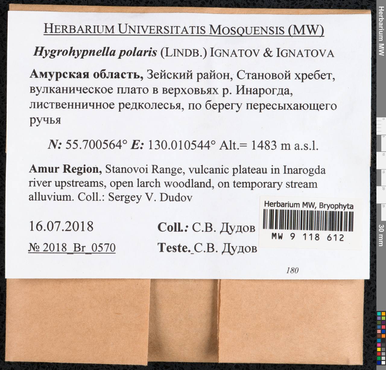Hygrohypnella polaris (Lindb.) Ignatov & Ignatova, Bryophytes, Bryophytes - Russian Far East (excl. Chukotka & Kamchatka) (B20) (Russia)